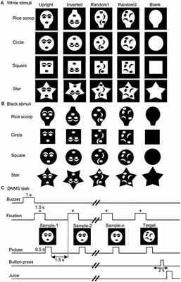 A Prototypical Template for Rapid Face Detection Is Embedded in the Monkey Superior Colliculus
